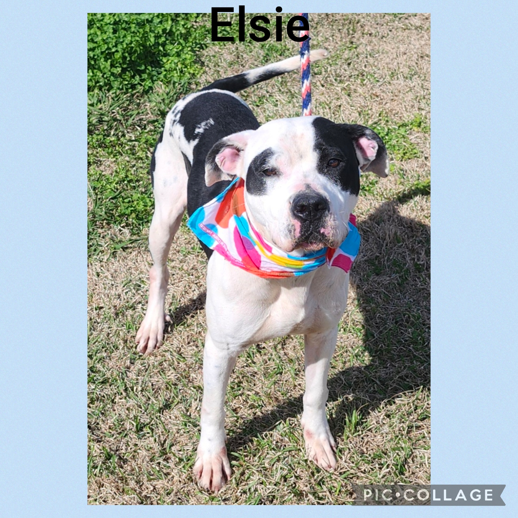 Elsie