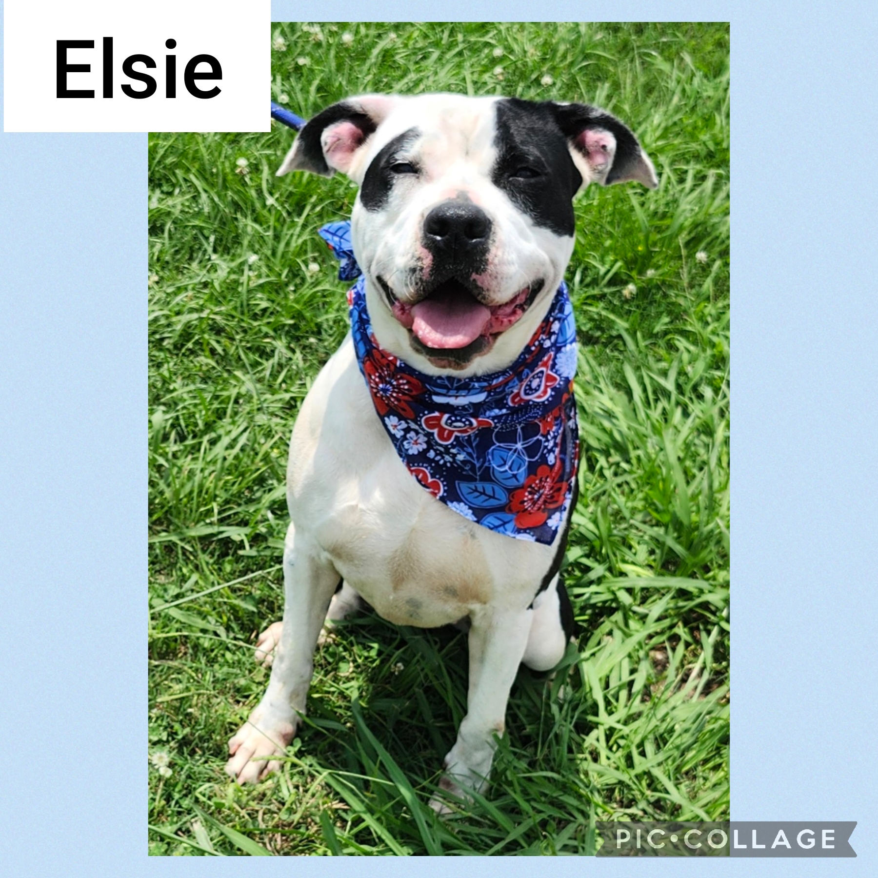 Elsie 2