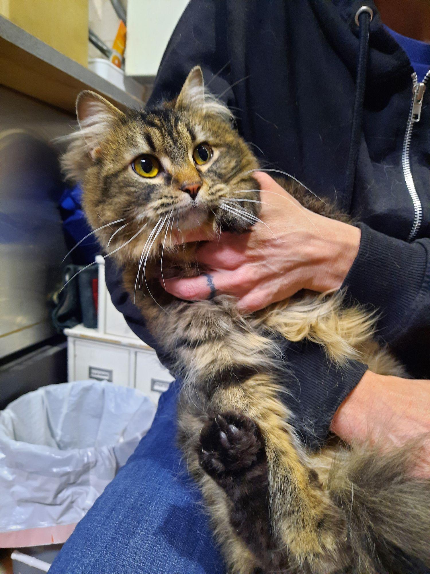 Enlarge Purrsha, an adopted mixed breed in Log Lane Village, CO image 1/1