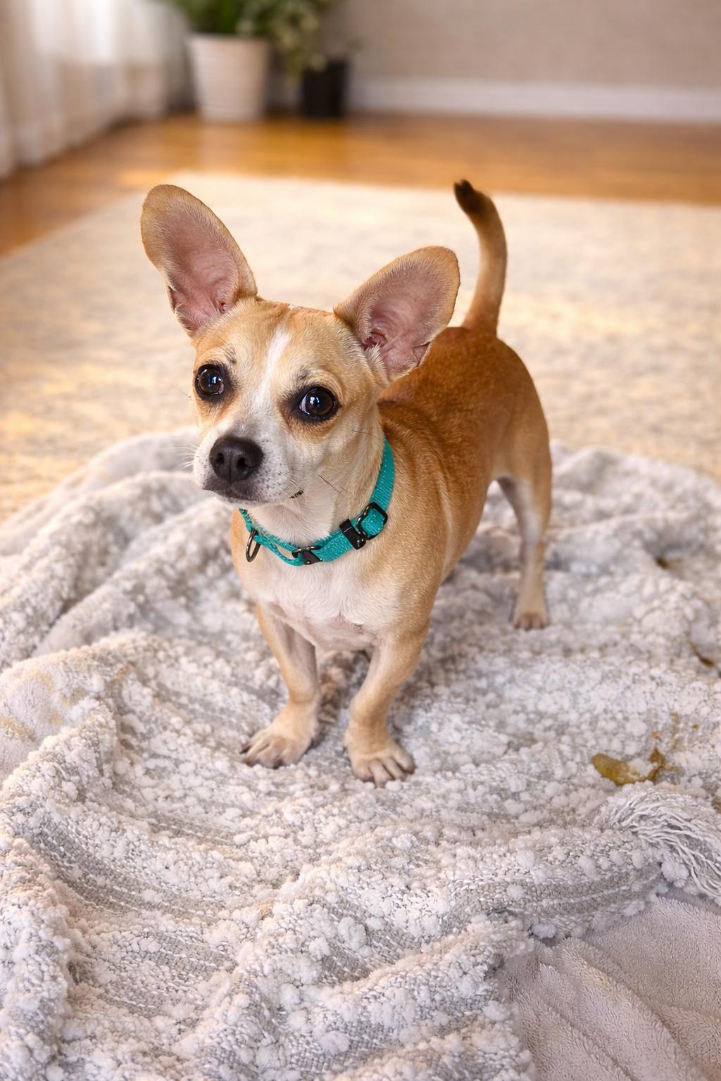 Enlarge Yoda, a ADOPTABLE mixed breed in Wanaque, NJ image 1/1