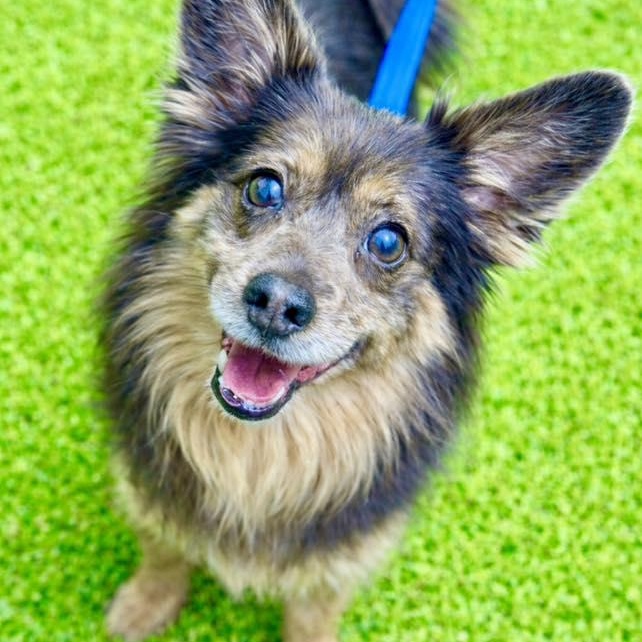 Harry, ADOPTABLE, Senior Male Terrier.