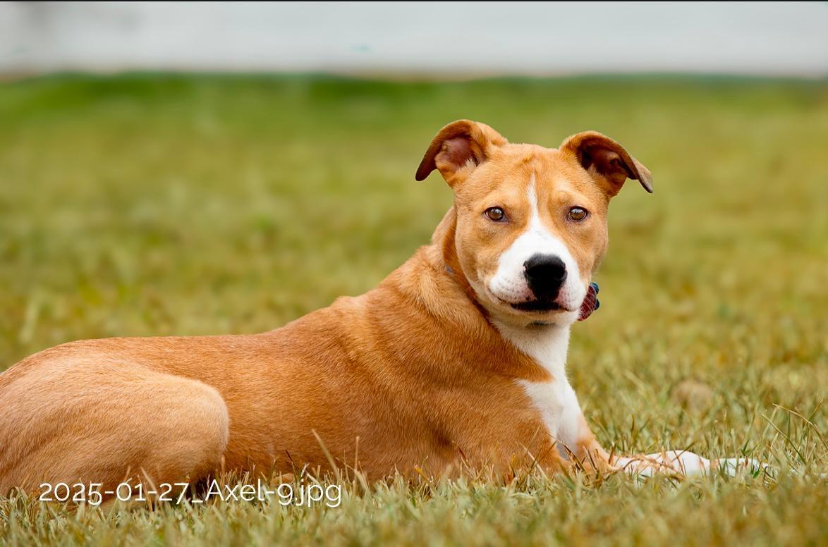 Enlarge Axel, a Adoptable mixed breed in Seattle, WA image 4/6