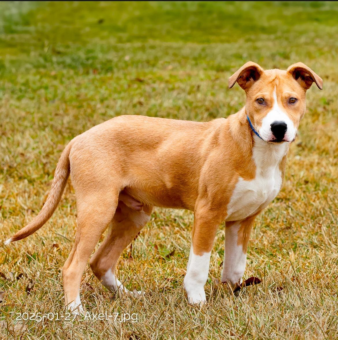 Enlarge Axel, a Adoptable mixed breed in Seattle, WA image 3/6
