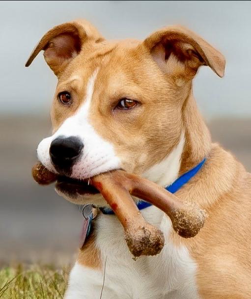 Axle, Adoptable, Young Male American Staffordshire Terrier.