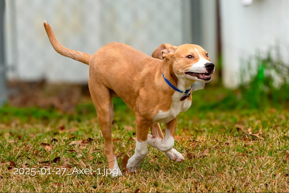 Enlarge Axel, a Adoptable mixed breed in Seattle, WA image 6/6