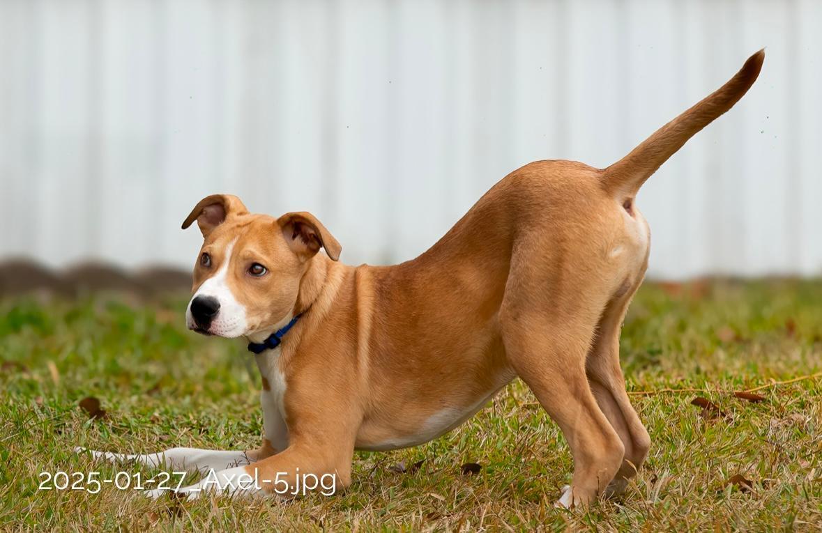 Enlarge Axel, a Adoptable mixed breed in Seattle, WA image 5/6