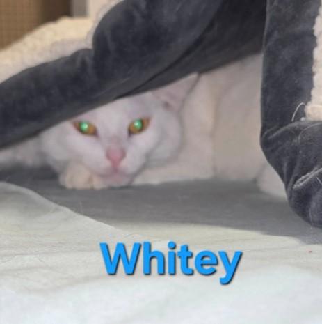 Whitey, Adoptable, Young Male Domestic Short Hair.