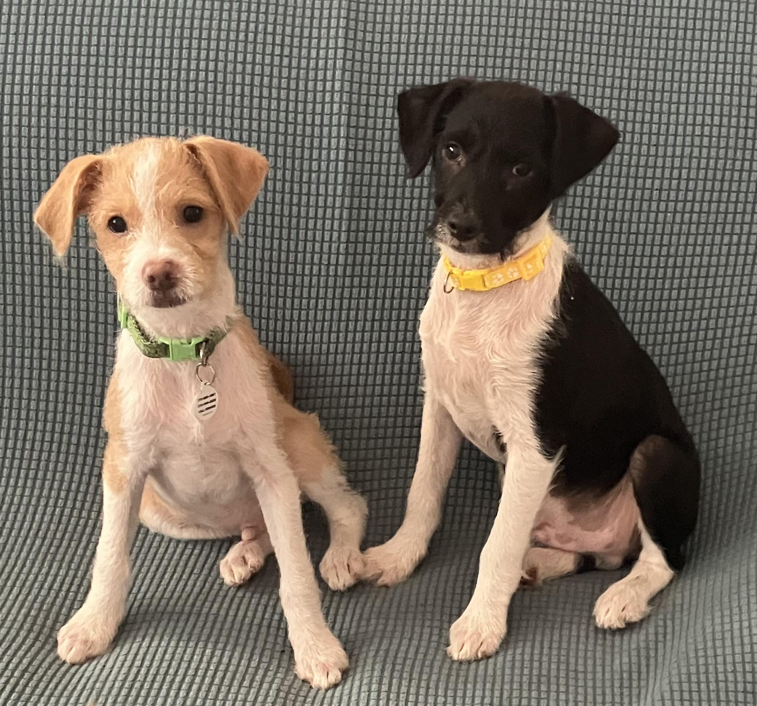 Enlarge Timo, a ADOPTABLE mixed breed in Santa Monica, CA image 2/3