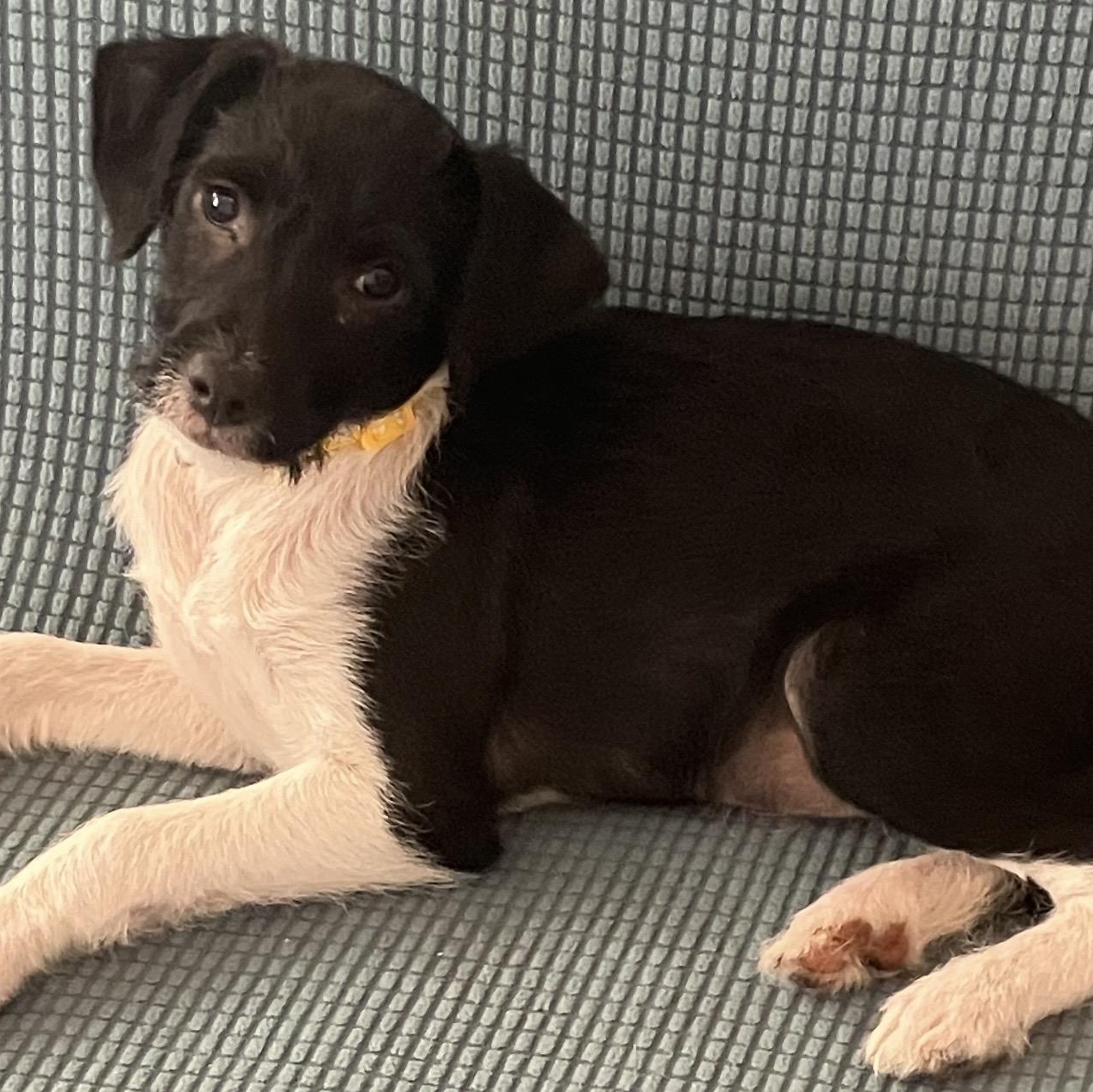 Timo, ADOPTABLE, Puppy Male Border Terrier & Chihuahua.