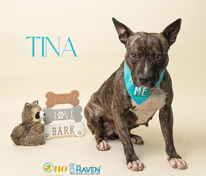 Tina, Adoptable, Adult Female Terrier & Mixed Breed.