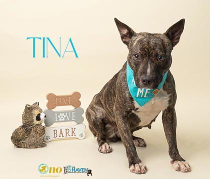 Tina, Adoptable, Adult Female Terrier & Mixed Breed.
