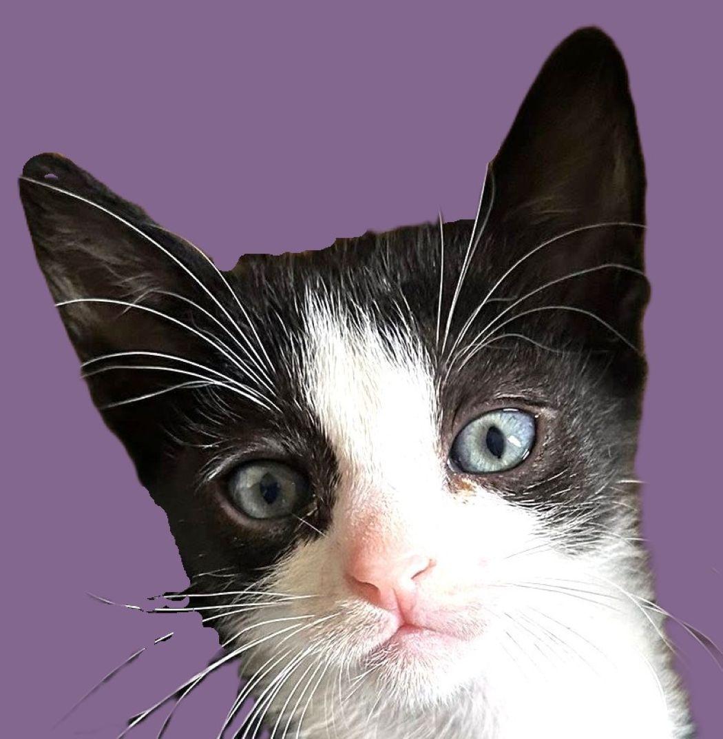 Paige, a Adoptable Domestic Short Hair in Savannah, GA image 1/2