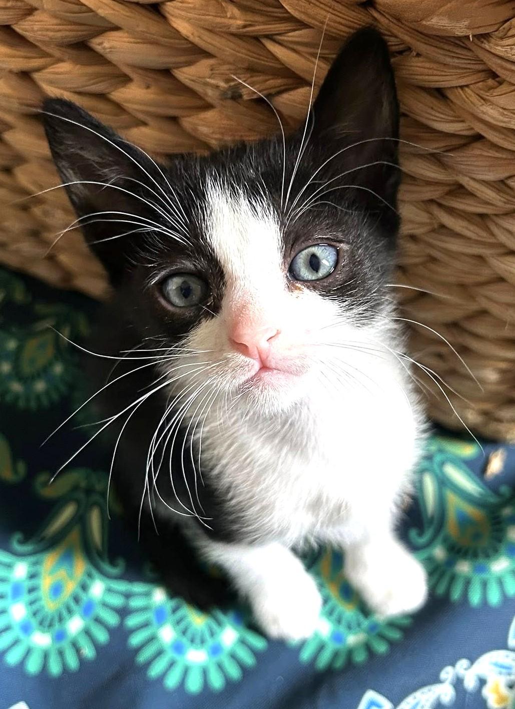 Paige, a Adoptable Domestic Short Hair in Savannah, GA image 2/2