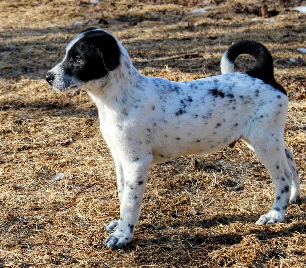 Enlarge Spot, a Adoptable Terrier in Cottage Grove, MN image 1/3