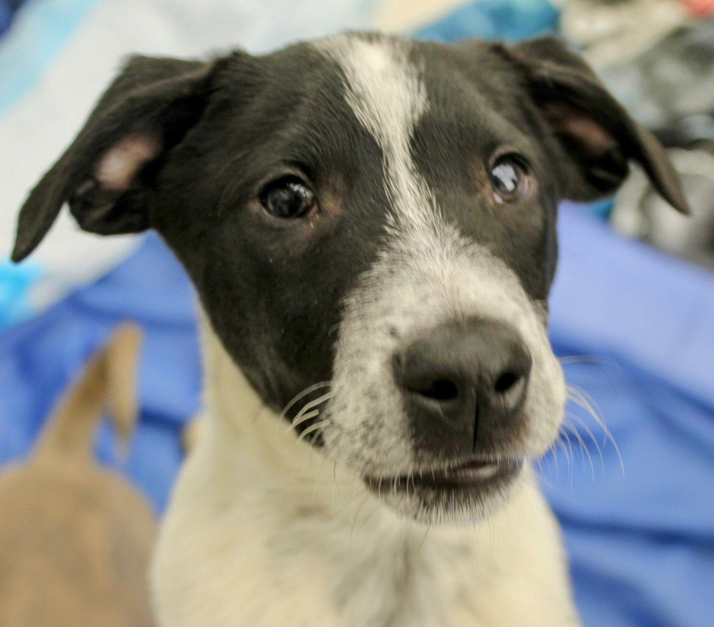 Enlarge Spot, a Adoptable Terrier in Cottage Grove, MN image 2/3