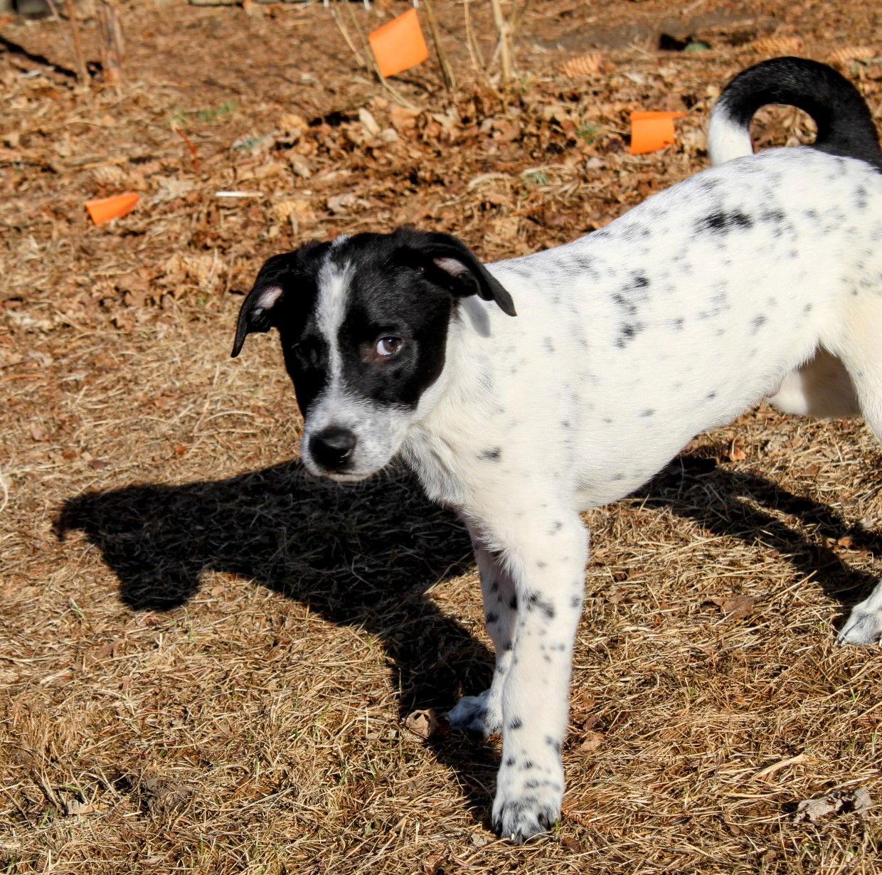 Enlarge Spot, a Adoptable Terrier in Cottage Grove, MN image 3/3