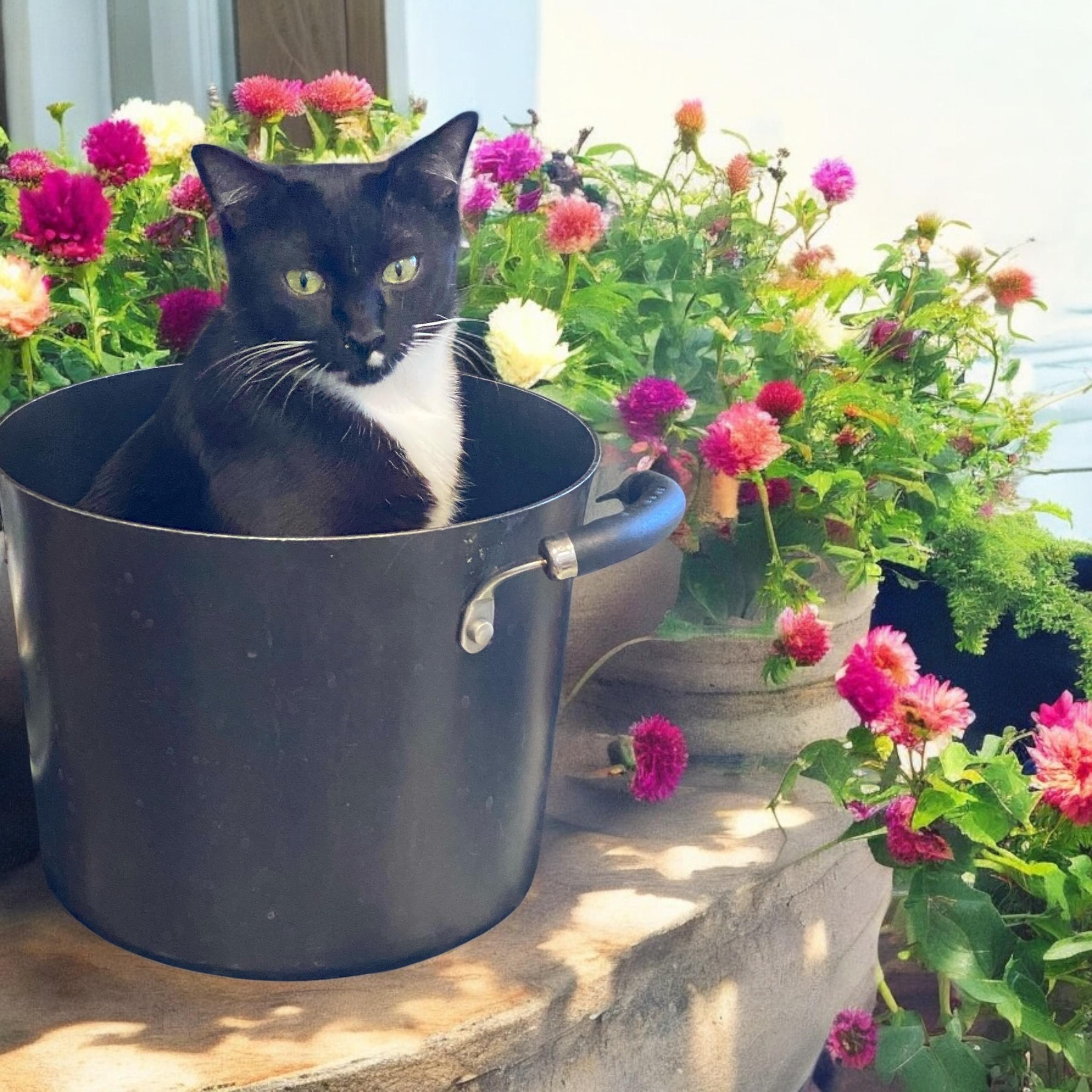 Azalea, Adoptable, Young Female Tuxedo.