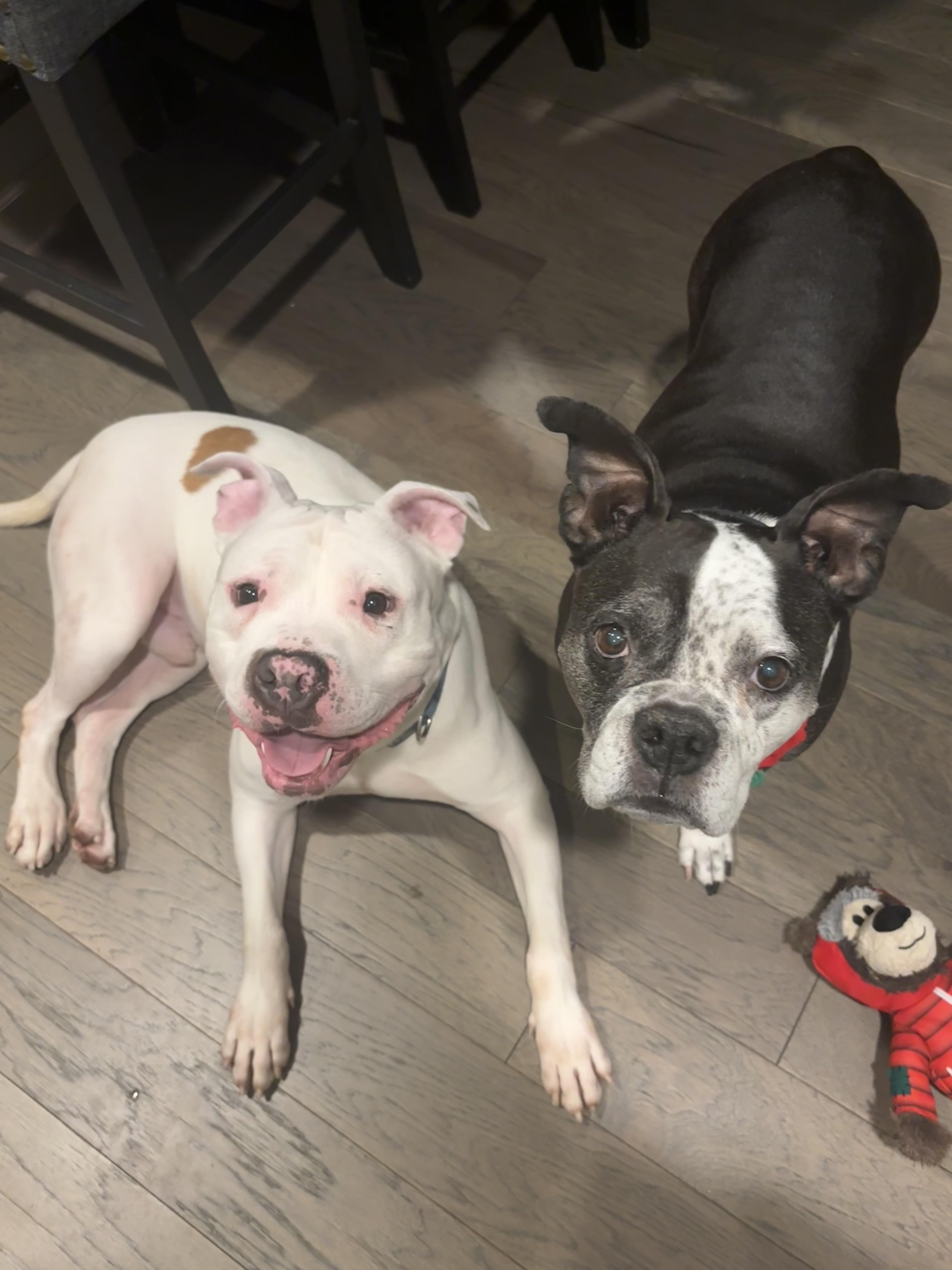 Enlarge Chandler @ Foster + Sponsored, a ADOPTABLE Mixed Breed in Auburn, WA image 6/6