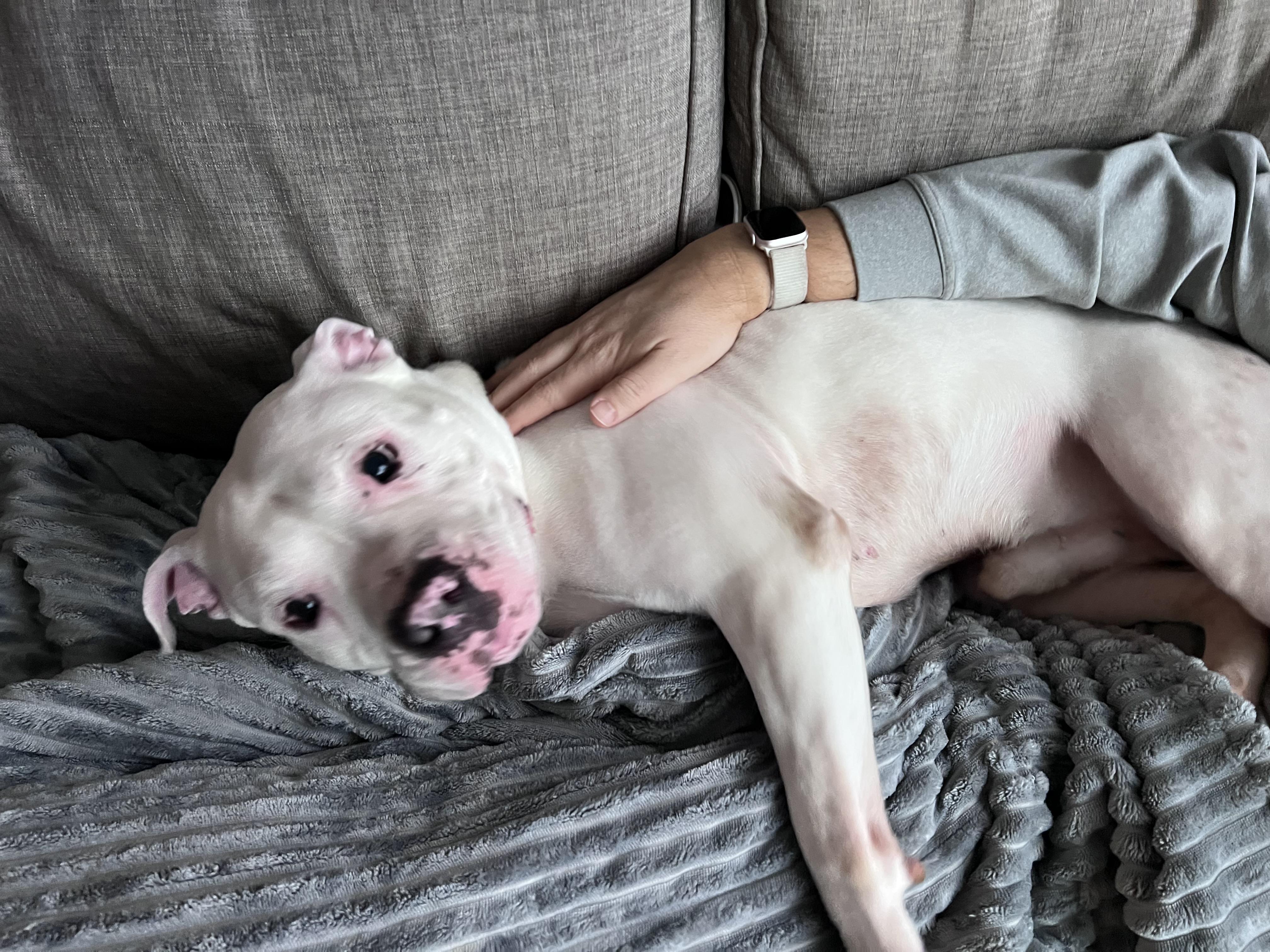 Enlarge Chandler @ Foster + Sponsored, a ADOPTABLE Mixed Breed in Auburn, WA image 3/6