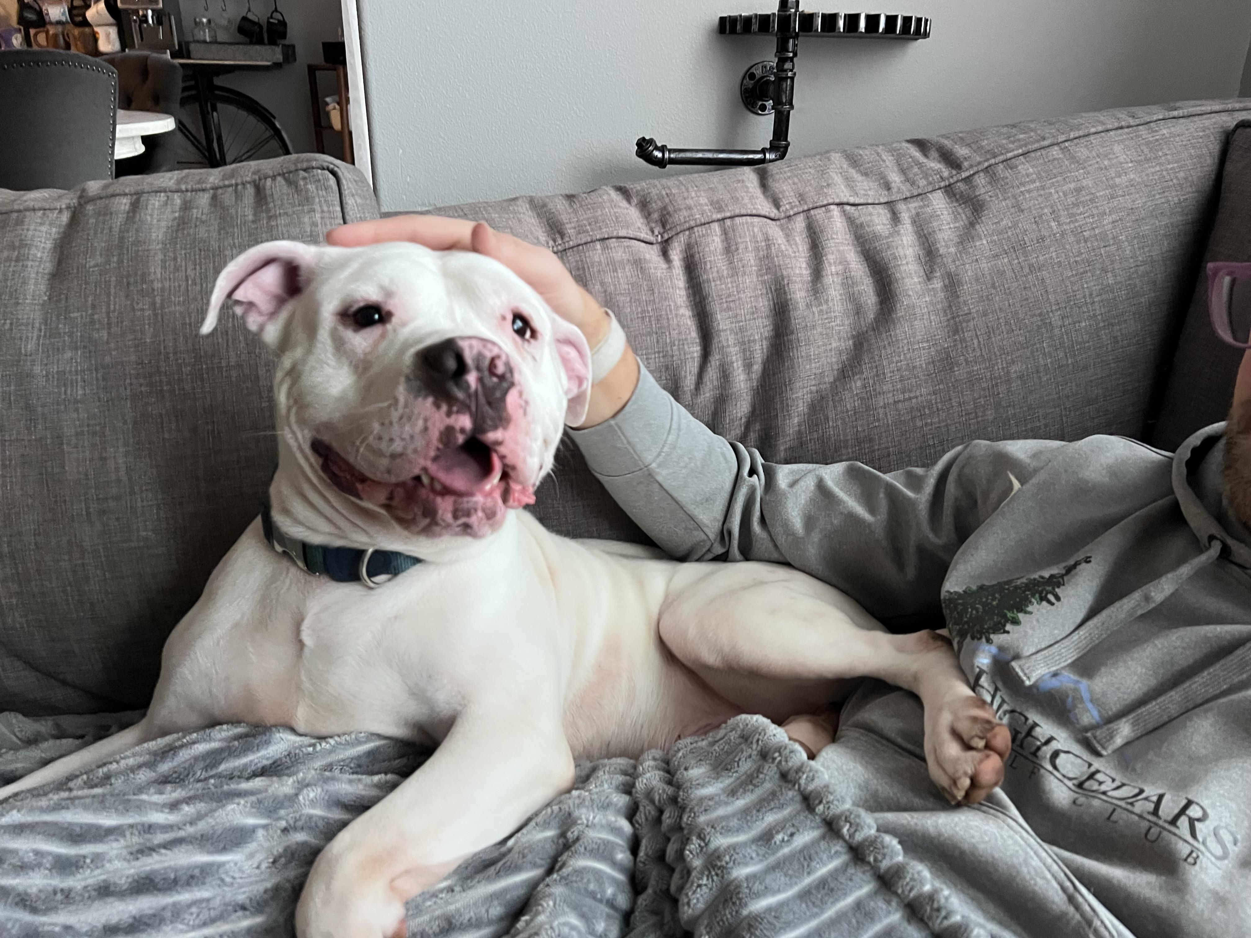 Enlarge Chandler @ Foster + Sponsored, a ADOPTABLE Mixed Breed in Auburn, WA image 2/6