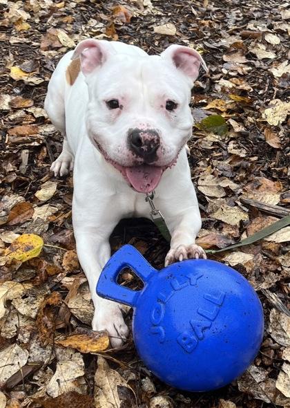 Chandler @ Foster + Sponsored, ADOPTABLE, Adult Male Mixed Breed.