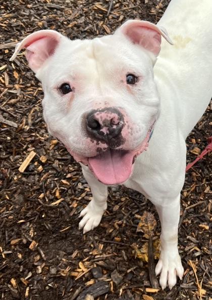 Enlarge Chandler @ Foster + Sponsored, a ADOPTABLE Mixed Breed in Auburn, WA image 4/6