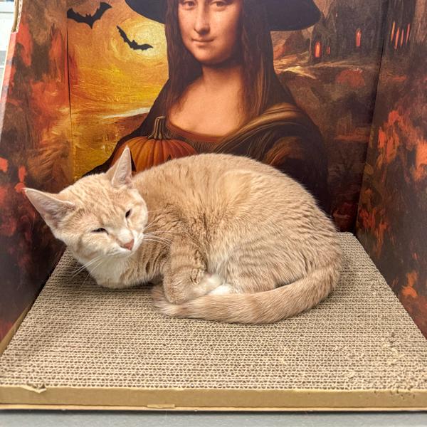 Lena - Bonded With Little Bit, Adoptable, Young Female Domestic Short Hair.