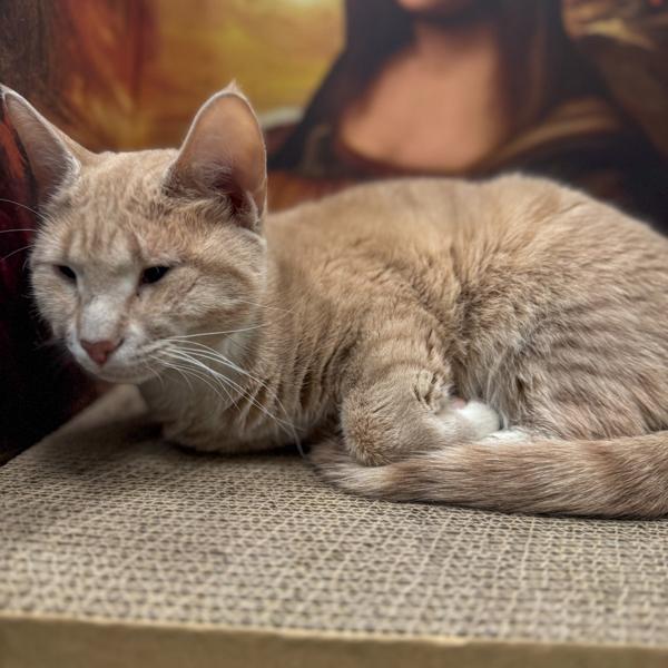 Enlarge Lena - Bonded With Little Bit, a Adoptable mixed breed in Des Moines, IA image 2/6