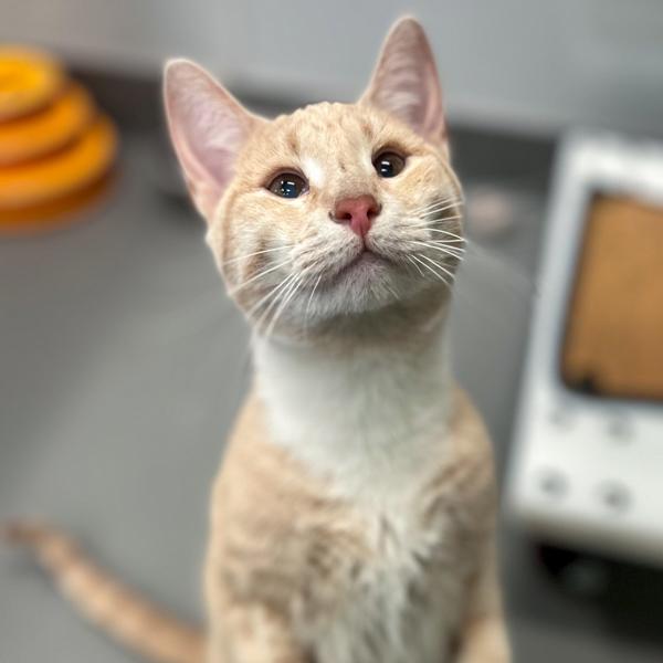 Enlarge Lena - Bonded With Little Bit, a Adoptable mixed breed in Des Moines, IA image 3/6