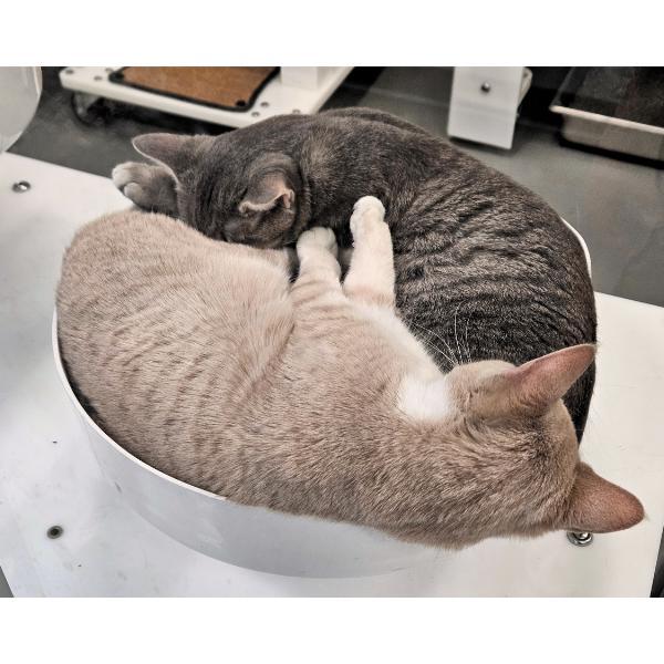 Enlarge Lena - Bonded With Little Bit, a Adoptable mixed breed in Des Moines, IA image 4/6