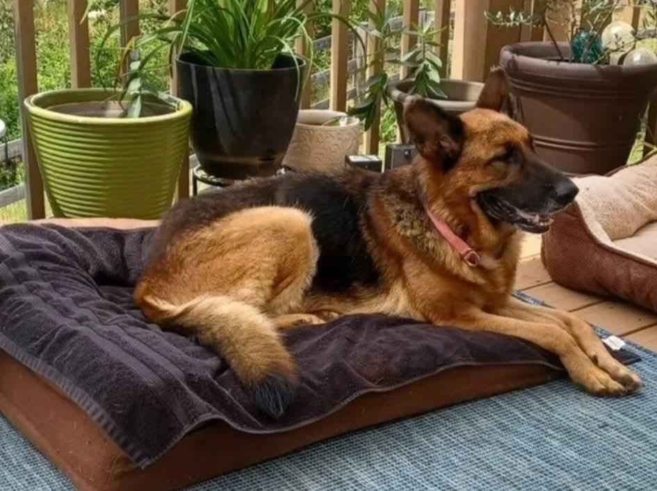 Enlarge Emma, a Adoptable German Shepherd Dog in Roswell, GA image 1/1