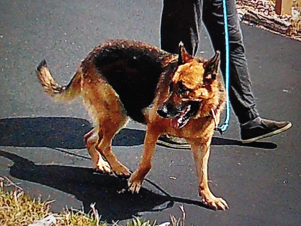 Emma, Adoptable, Senior Female German Shepherd Dog.