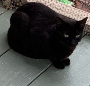 Enlarge Stone, a Adoptable Domestic Short Hair in Corrales, NM image 1/2