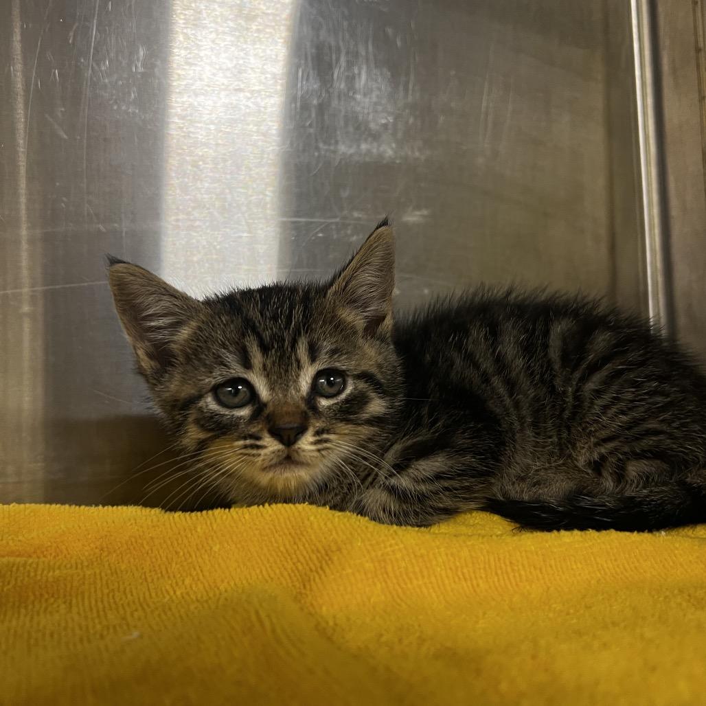 Enlarge Fabian, a Adoptable Domestic Short Hair in Harrisville, WV image 1/1