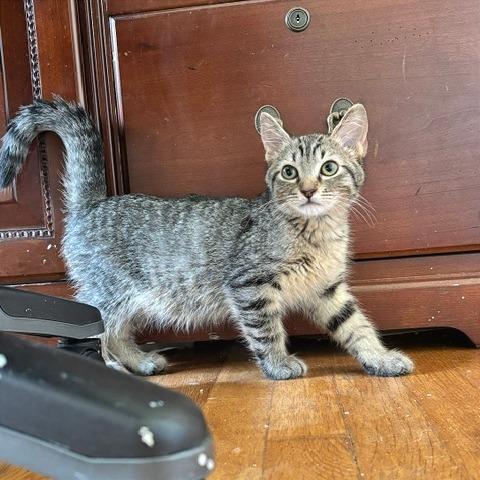 Oyster, Adoptable, Kitten Male Domestic Short Hair.