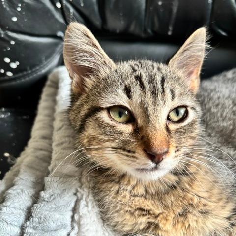 Enlarge Oyster, a Adoptable Domestic Short Hair in Gibsonia, PA image 3/6