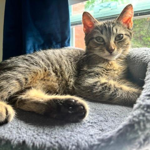 Enlarge Oyster, a Adoptable Domestic Short Hair in Gibsonia, PA image 4/6