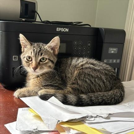 Enlarge Oyster, a Adoptable Domestic Short Hair in Gibsonia, PA image 5/6