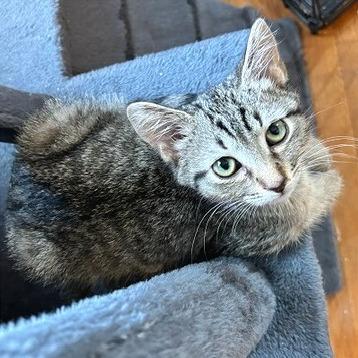 Enlarge Oyster, a Adoptable Domestic Short Hair in Gibsonia, PA image 6/6