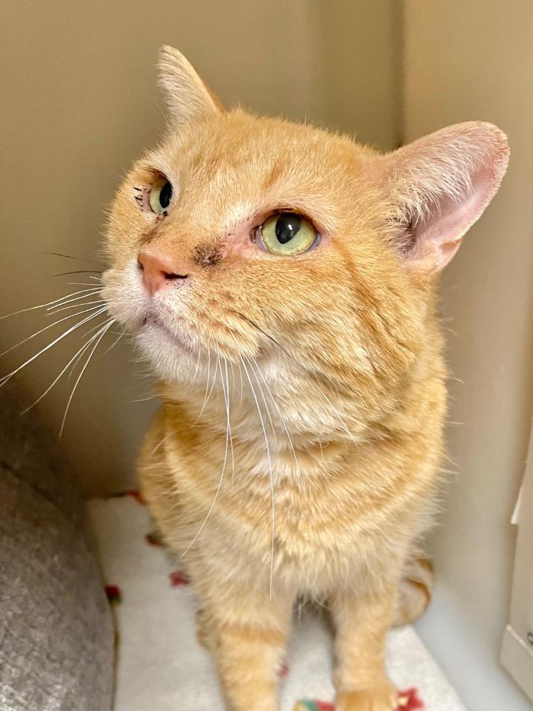 Nadira, Adoptable, Senior Female Domestic Short Hair.