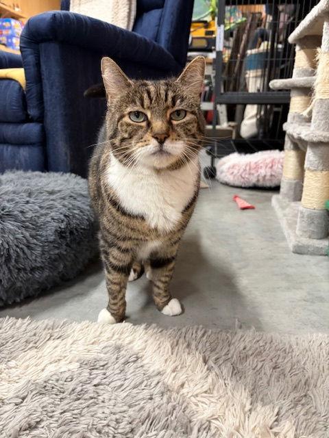 Enlarge Joy, a Adopted Domestic Short Hair in Gettysburg, PA image 1/1