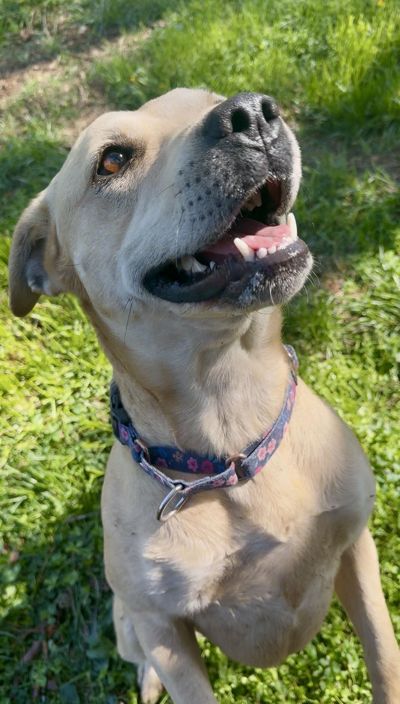 Kia, Adoptable, Adult Female Yellow Labrador Retriever.