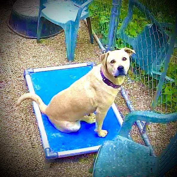 Kia, a Adoptable Yellow Labrador Retriever in Piedmont, MO image 2/3