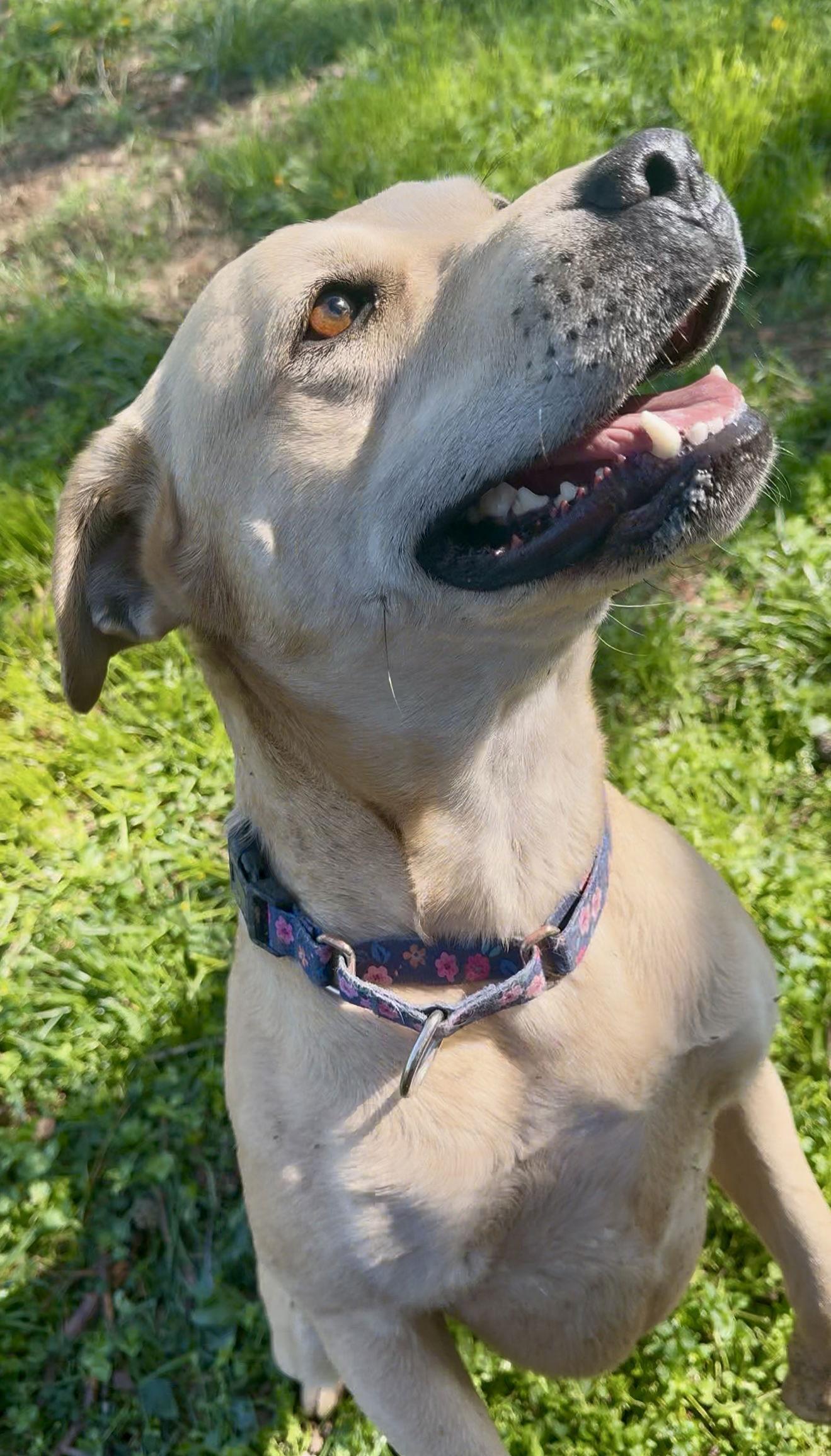 Kia, a Adoptable Yellow Labrador Retriever in Piedmont, MO image 3/3