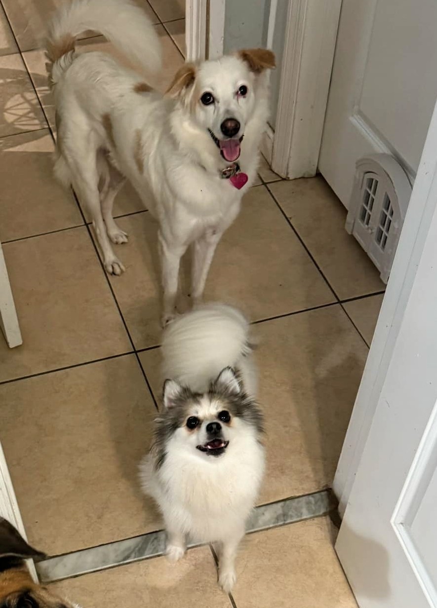 Cloud, a Adoptable Spitz in Fort Myers, FL image 4/5