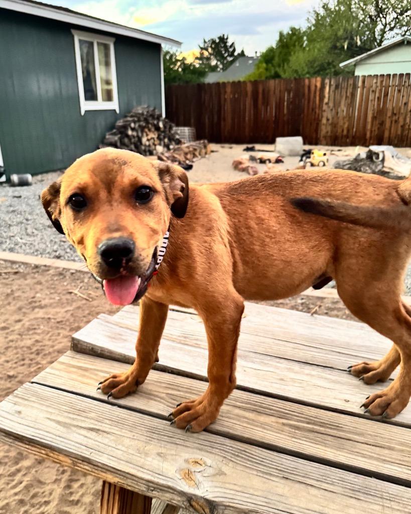 Junco, Adoptable, Puppy Male Shepherd.