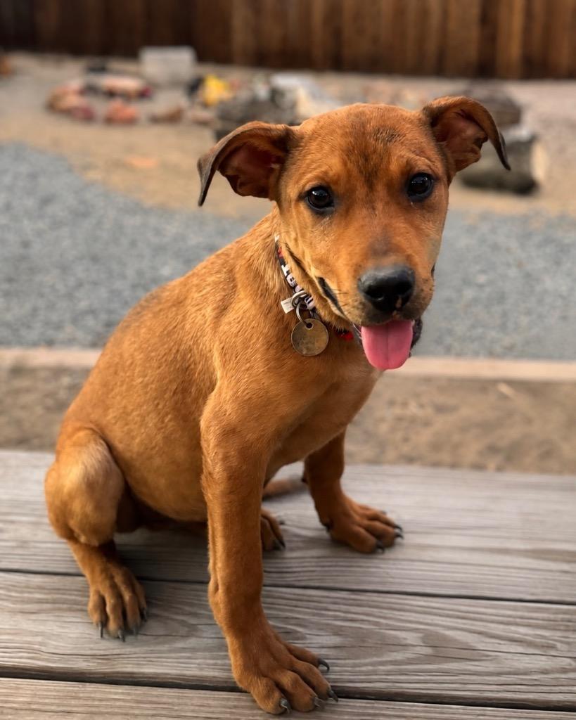 Enlarge Junco, a Adoptable mixed breed in Reno, NV image 2/3