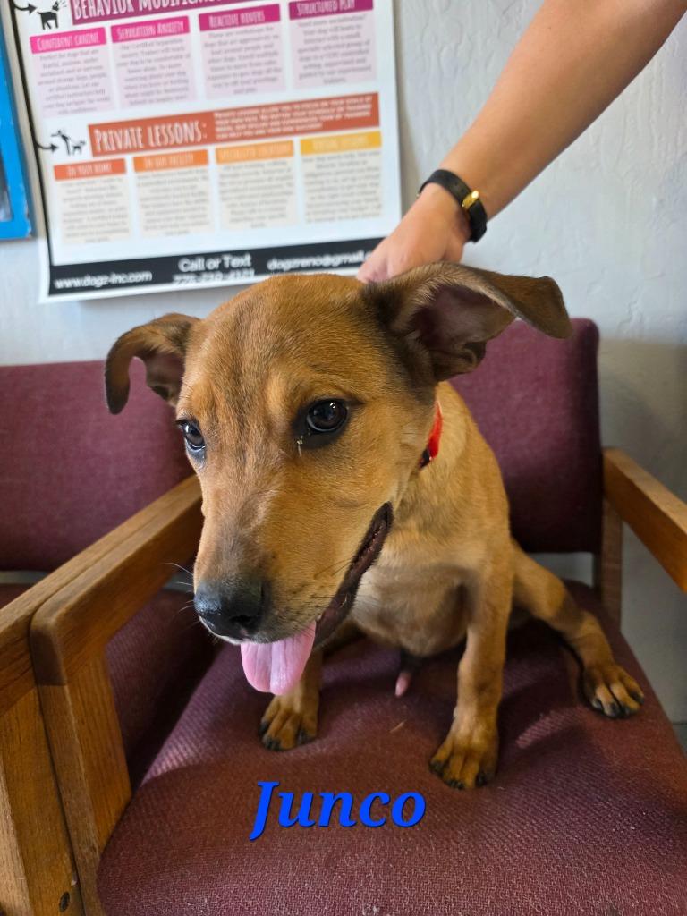 Enlarge Junco, a Adoptable mixed breed in Reno, NV image 3/3