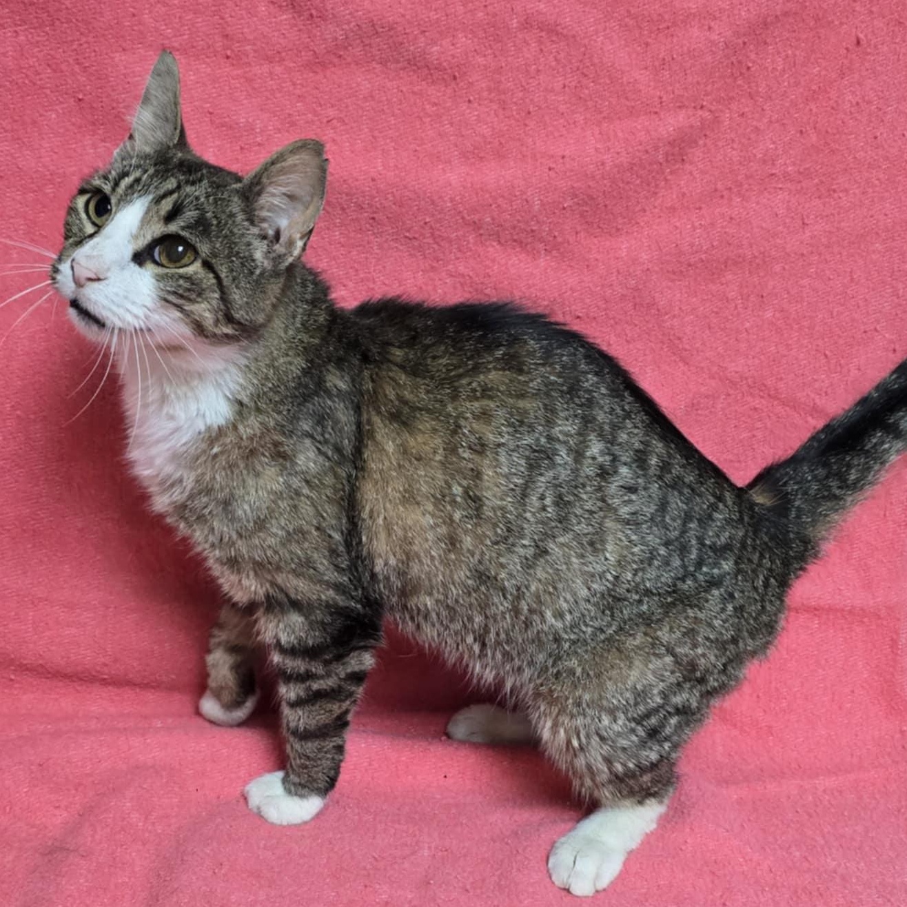 Tobias, Adult Male Domestic Short Hair