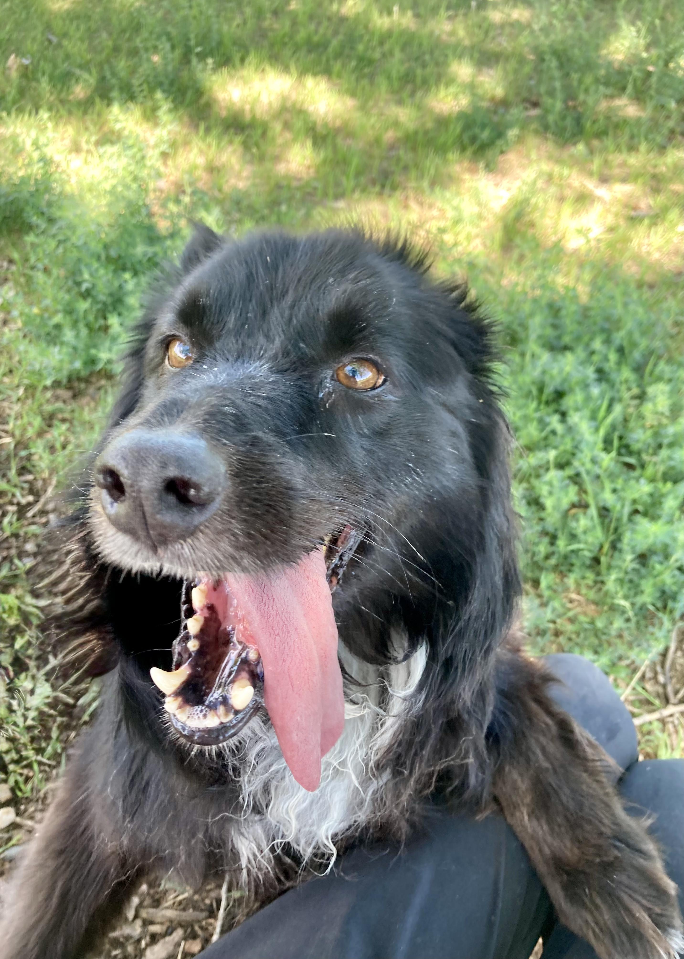 Enlarge Shammy, an adopted mixed breed in Rapid City, SD image 2/4